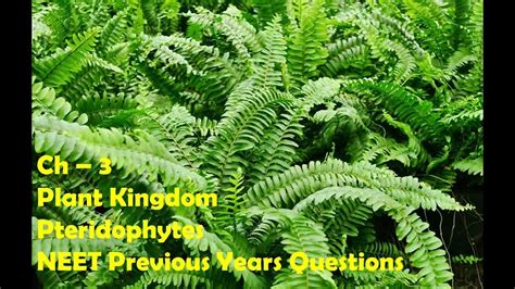 Ch 2 Plant Kingdom Pteridophytes NEET Previous Year Questions