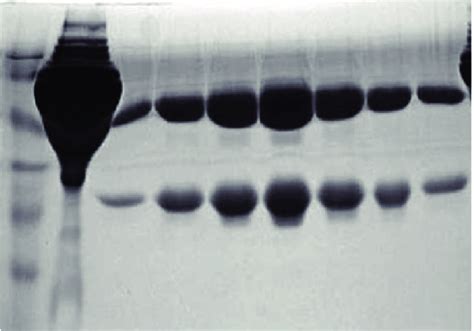 Sds Page Analysis Of Purified C Mab Proteins Were Separated By