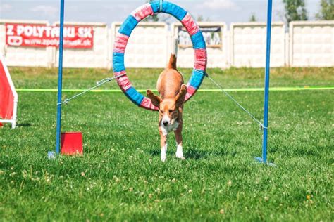 Dog in Agility Competition Set Up in Green Grassy Park Stock Photo - Image of puppy, pedigree ...