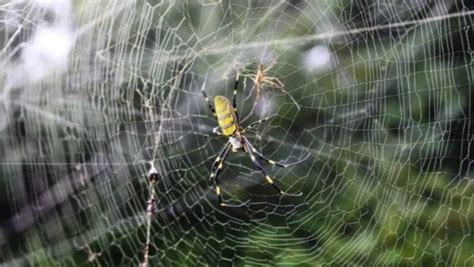 Aranhas voadoras gigantes e venenosas invadem a Geórgia Go Outside