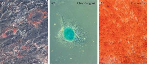 In Vitro Differentiation Potential And Immunophenotype Of Af Mscs