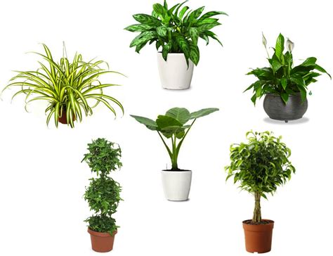 air purifying plants, indoor plants