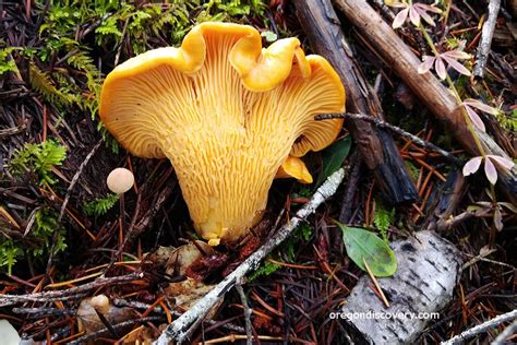 Wild Edible Mushroom Season Oregon Oregon Discovery