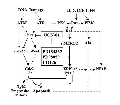 Model Of Ucn And Mek Inhibitor Interactions In Mm Cells The Dna