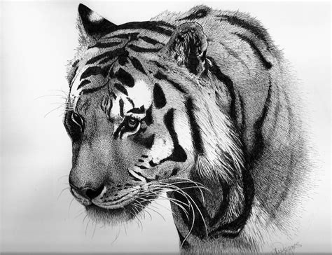 Tiger Pen And Ink By Nightingale5601 On Deviantart