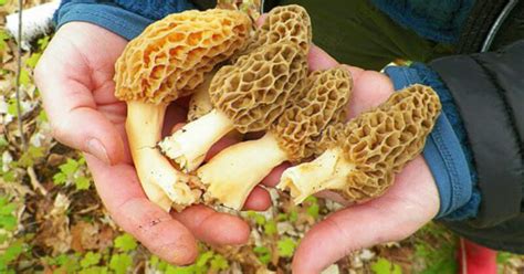 Morel Mushrooms: The Fickle Fungus and How To Find It - Gaylord ...