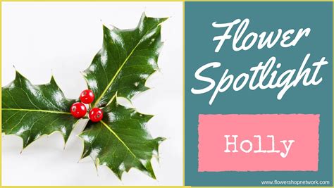 Holly Flower Meaning