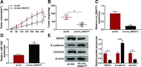 Circ Hinders Bc Tumor Growth And Emt In Vivo A B