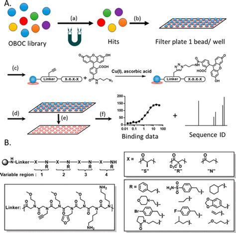 Rapid Lead Discovery Through Iterative Screening Of One Bead One Compound Libraries Acs