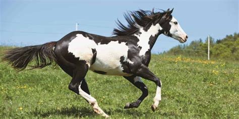 Piebald Horse Facts with Pictures