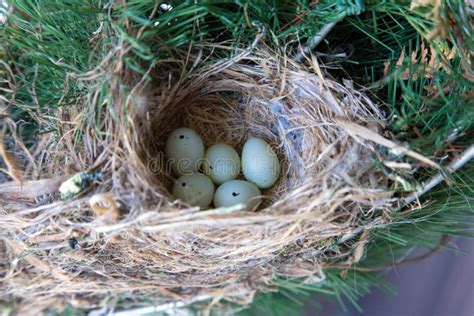 Purple Finch Eggs