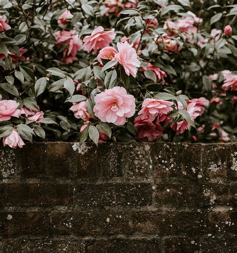 Flowers Bush Bloom Flowering Wall Camellia Hd Phone Wallpaper Pxfuel