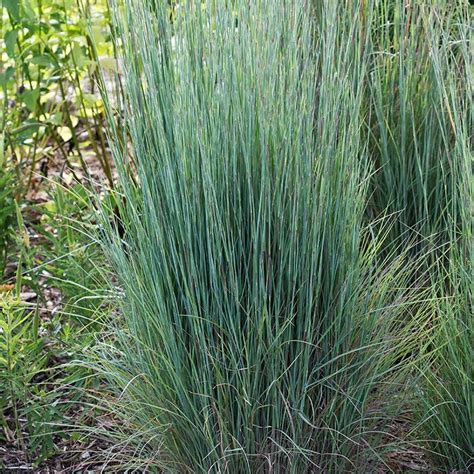 Prairie Blues Little Bluestem Grass | American Meadows