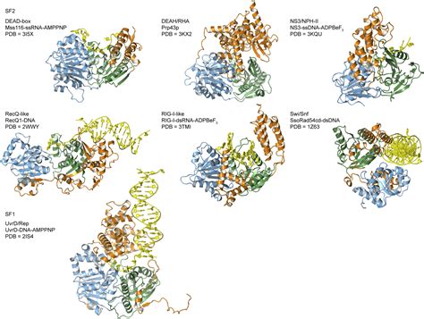 Figure 1 Molecular Insights Into RNA And DNA Helicase Evolution From