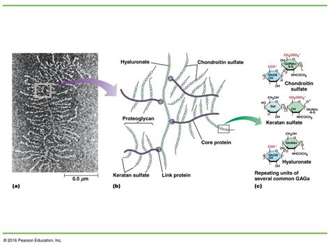 Chapter 15 Beyond The Cell Cell Adhesions Cell Junctions And