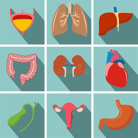 Internal Organs Vector Illustration Of Icons With Human Organs Stock