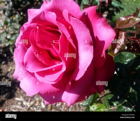Hot Princess Rose Stock Photo Alamy