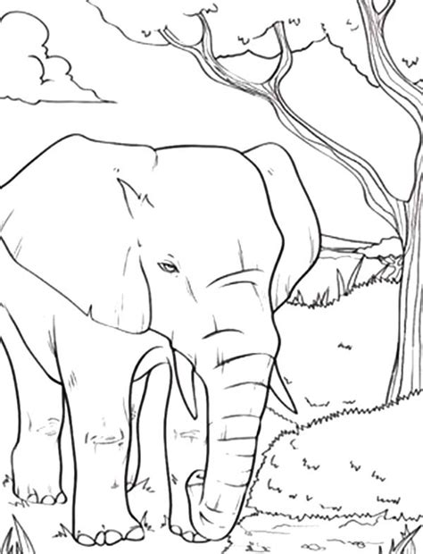 Baby African Elephant Roaring Coloring Pages | Coloring Sky