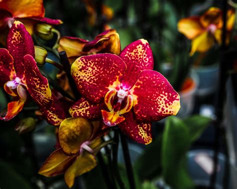 The Year Of The Orchid Lawn And Garden Retailer