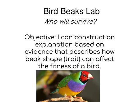 PPT - Bird Beaks Lab PowerPoint Presentation, free download - ID:625087