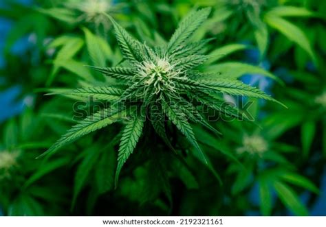 Growing Cannabis Banner Background Close Marijuana Stock Photo ...