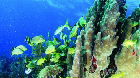 Para Salvar Los Arrecifes De Coral Congel Moslos