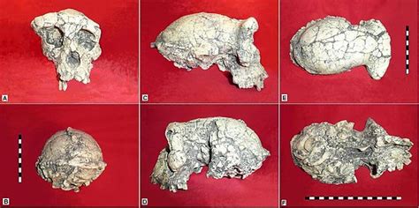 Orrorin Tugenensis Skull