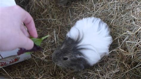 Simple Guinea Pig Trick Circle Youtube