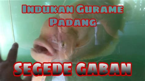 Indukan Gurame Padang Segede Gaban YouTube