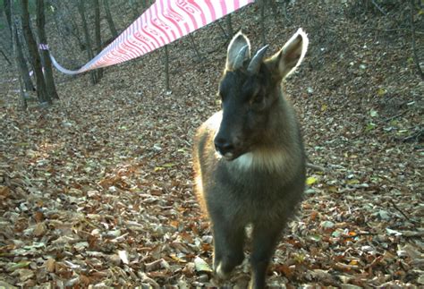 S. Korea to Build New Facility for Endangered Species | Be Korea-savvy