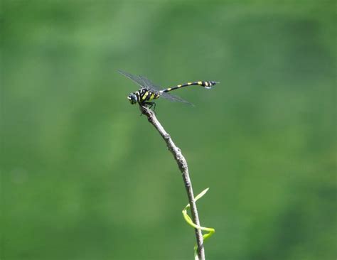 Golden Ringed Dragonfly - PixaHive