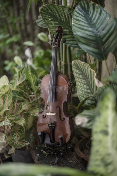 Instrumento Cl Ssico Do Violino Vertical Fundo Natural Foto De