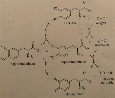 Dopa Structure