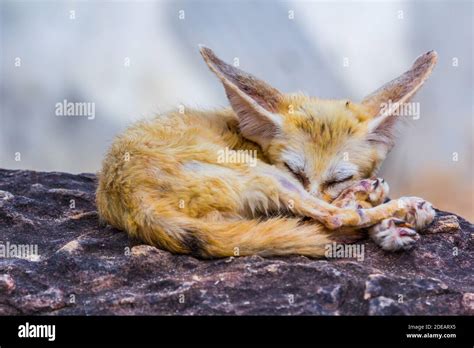 Small Fennec Fox Sleeping Nature Stock Photo Alamy