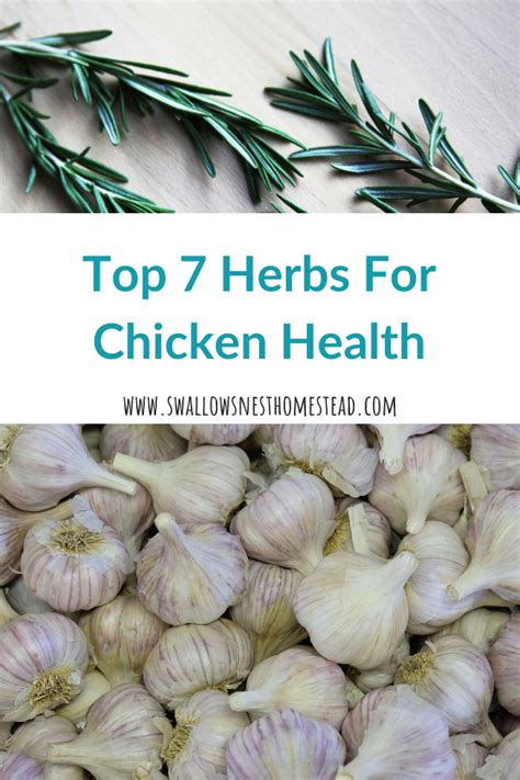 herbs  chicken health herbs  chickens chicken health herbs