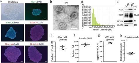 Characterization Of Hescs And Hescsevs A Representative