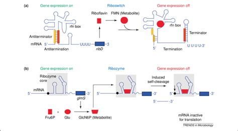 How Does A Riboswitch And A Ribozyme Switch Work A The Riboflavin