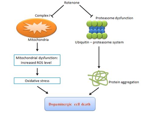 Mechanism of action of Rotenone | Download Scientific Diagram