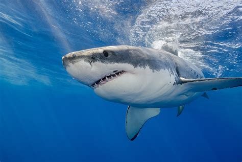 This is why you won't find great white sharks in aquariums