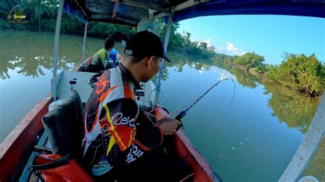 TARIKAN KERAS SI UDANG GALAH SUNGAI KALIMANTAN YouTube