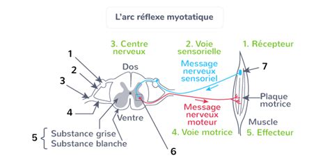 Schématiser Larc Réflexe Tle Exercice De Connaissances Svt Kartable