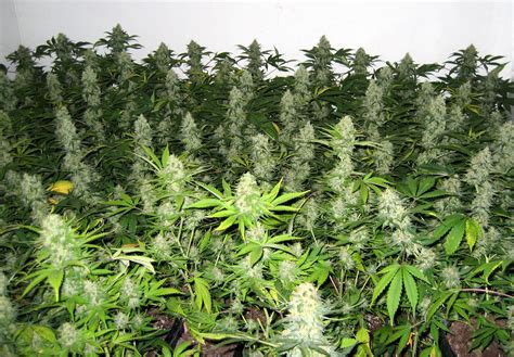 Simplest Cannabis Plant Training Guide Grow Weed Easy