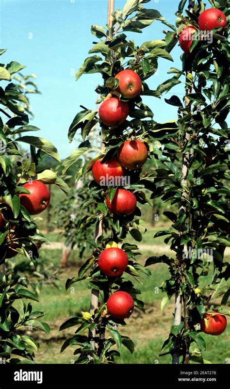 Roter Apfelbaum Hi Res Stock Photography And Images Alamy