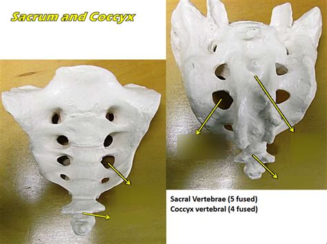 Sacrum And Coccyx Diagram Quizlet