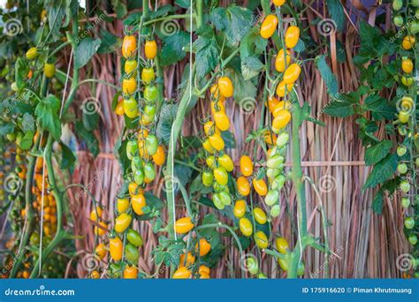 Pomodori A Maturazione Gialla Freschi Appesi Alla Vite Che Cresce In