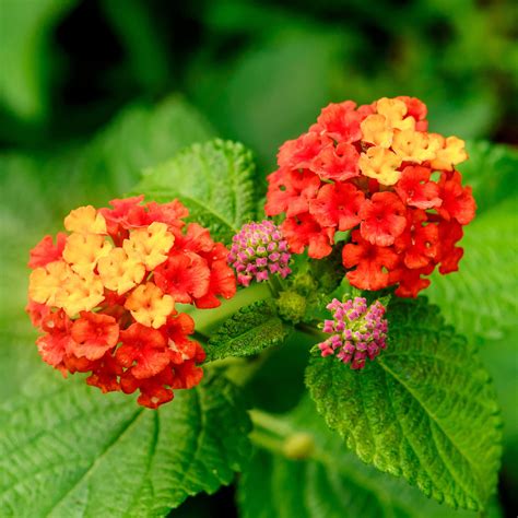 Texas Lantana Varieties Confetti Lantana Brings Vibrant Color To Sunny