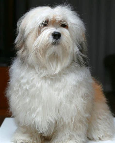 31 Best Havanese Haircuts With Pictures! (2024 Updated)