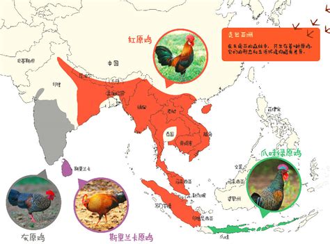 科学网—鸡年话鸡：鸡的起源、驯化与多样性展 刘光裕的博文