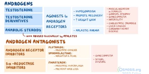 Androgens and antiandrogens Flashcards | Quizlet