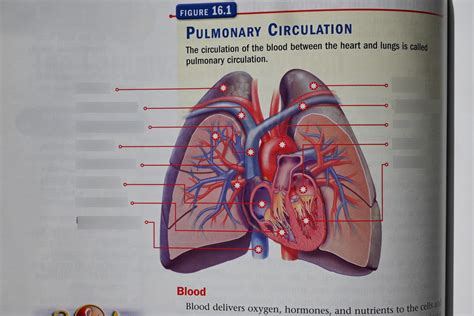 Pulmonary Circulation Textbook Diagram Quizlet